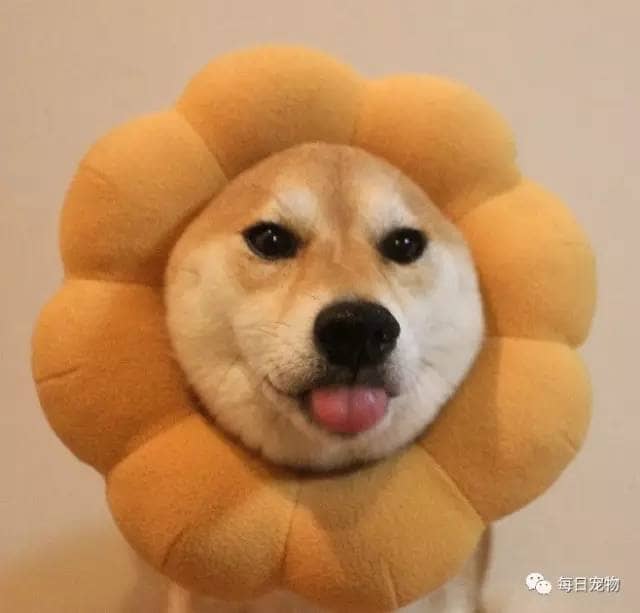 宠物狗红尿是什么原因：揭秘背后的健康信号